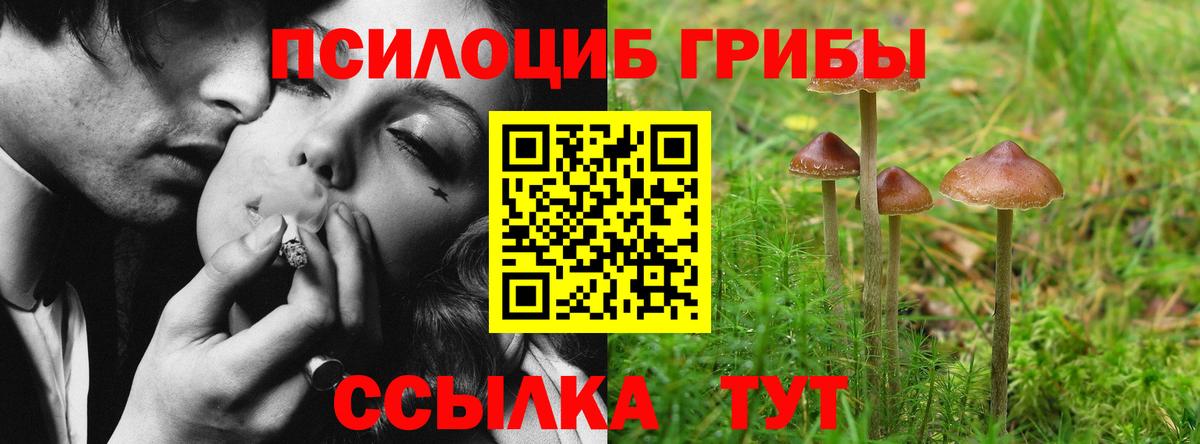 Псилоцибиновые грибы Psilocybine cubensis Протвино